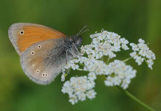 Image of Coenonympha symphita Lederer 1870