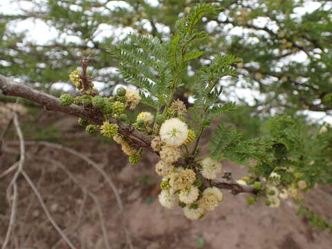 Image of Vachellia robusta subsp. clavigera (E. Mey.) Kyal. & Boatwr.