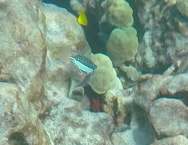 Image of Whitesided boxfish