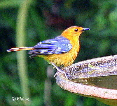 صورة Cossypha natalensis Smith & A 1840