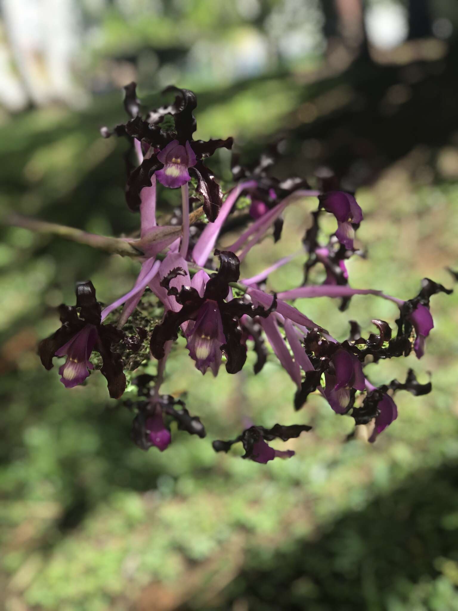 Plancia ëd Laelia splendida (Schltr.) L. O. Williams