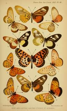 Image of Acraea peneleos Ward 1871