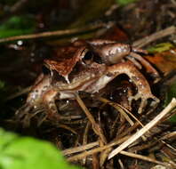 Image de Rana ornativentris Werner 1903