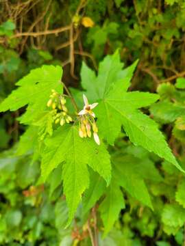 Image of Mountain stock-rose