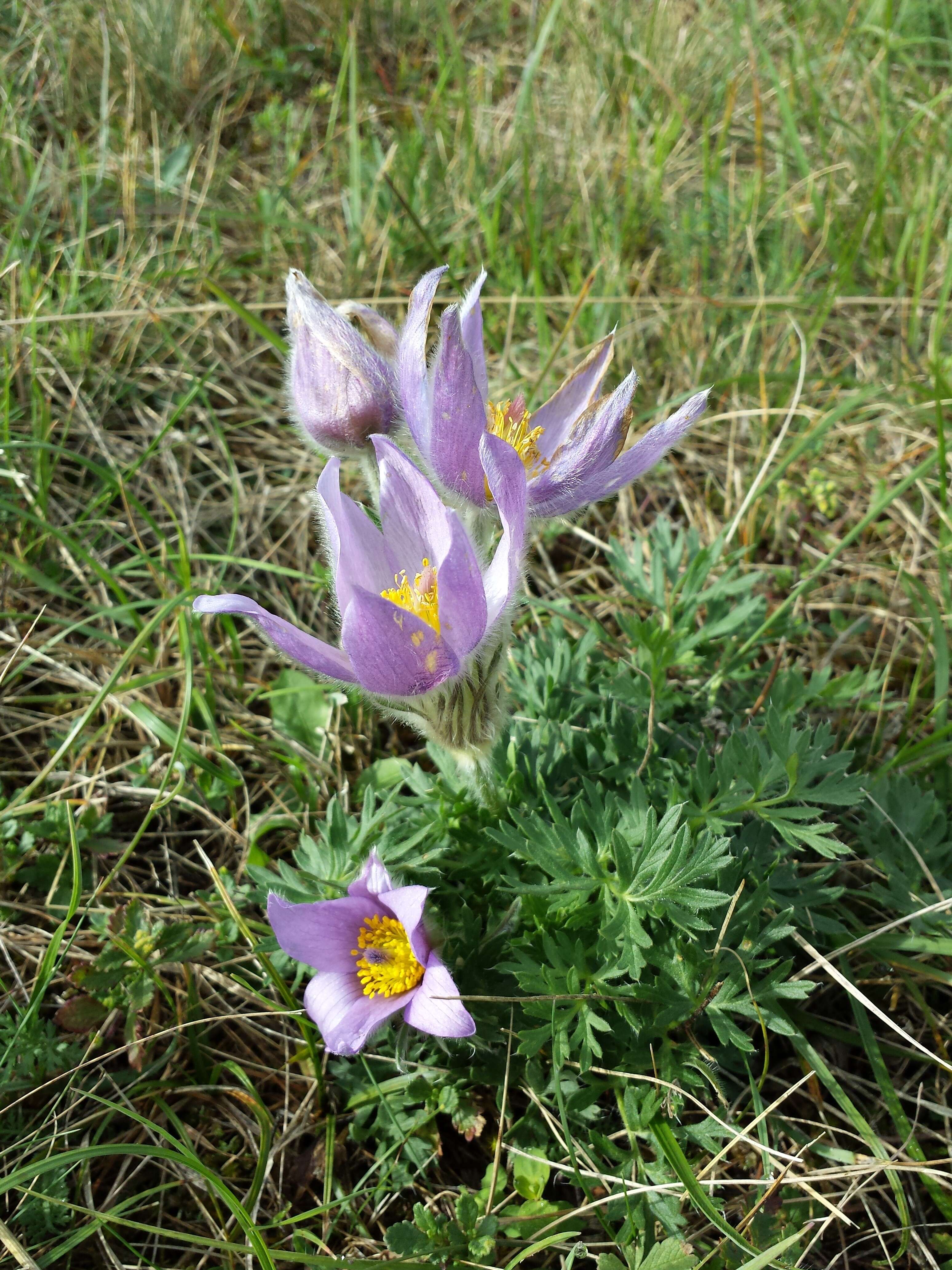 Image of Greater Pasque Flower