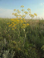 Image of Ferula tatarica Fischer ex Sprengel