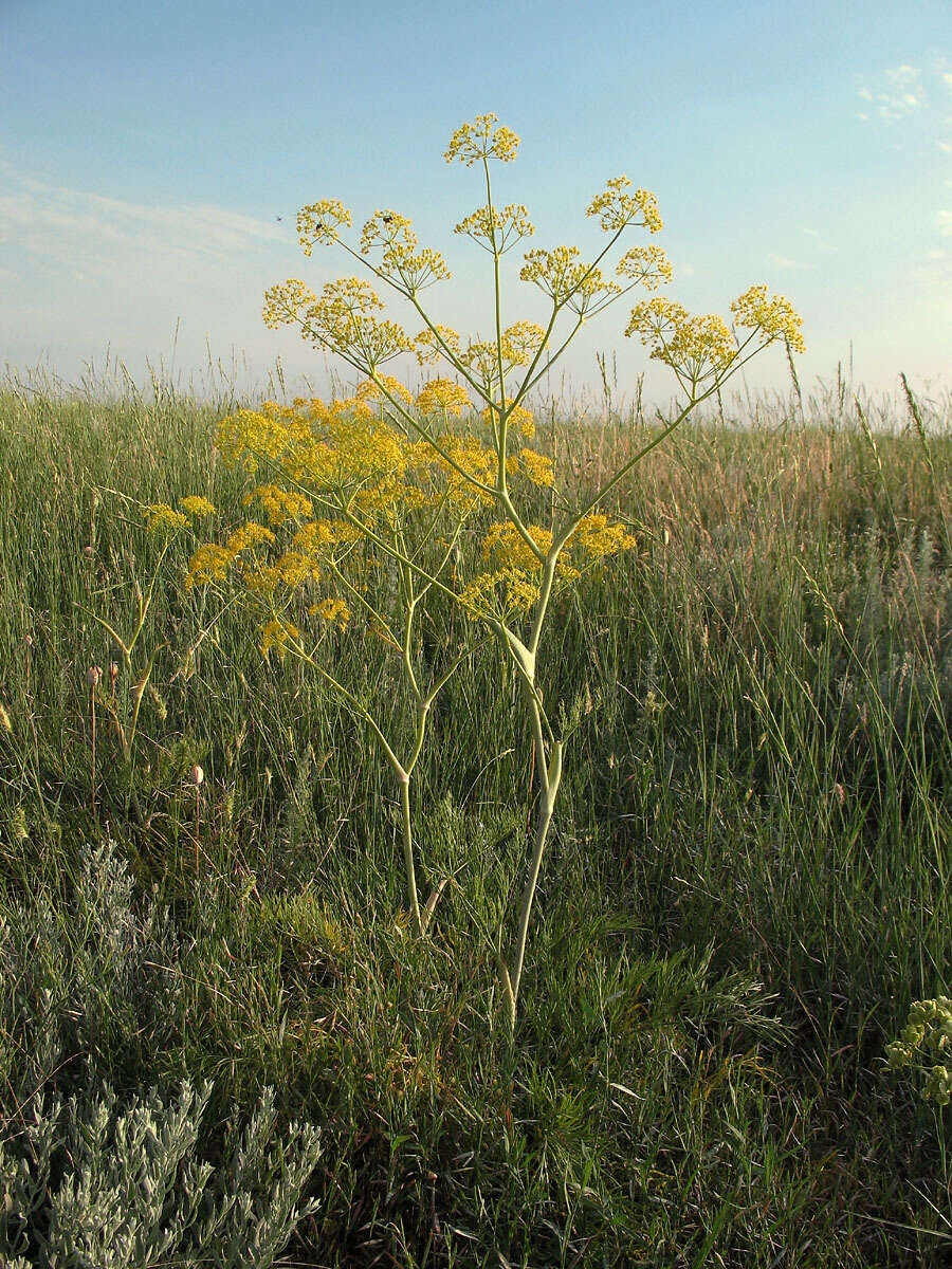 Image of Ferula tatarica Fischer ex Sprengel