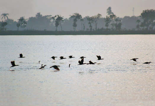 Image of Indian Cormorant