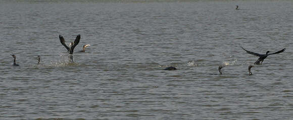 Image of Indian Cormorant