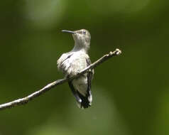 Image of Vervain Hummingbird