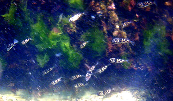 Image of Barred Toadfish