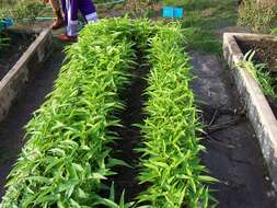 Image of kangkung