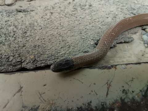 Image of Mexican Blackhead Snake