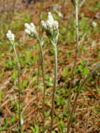 Image de Antennaria howellii subsp. canadensis (Greene) R. J. Bayer