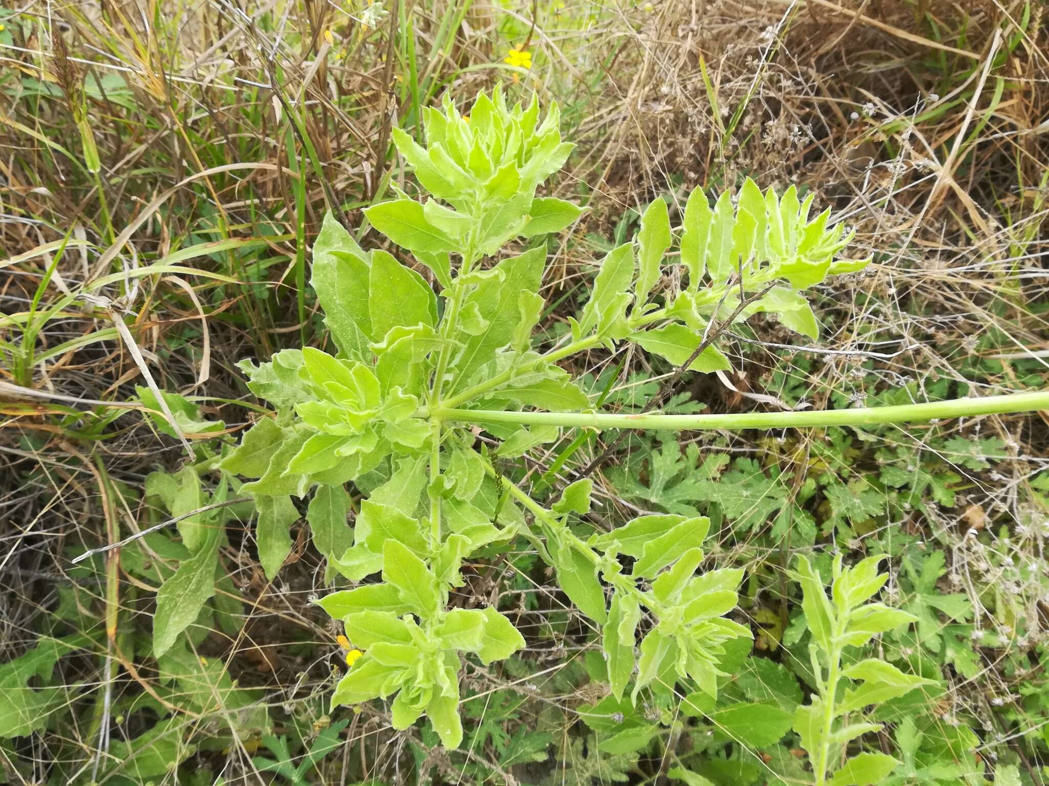 Image of Texas beeblossom