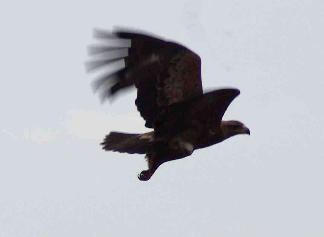 Image of Tawny Eagle