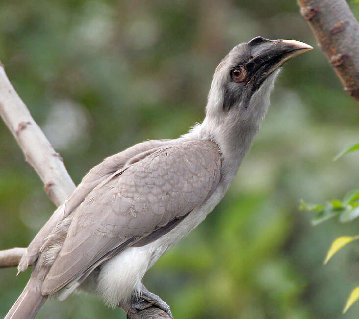 Image of Indian Grey Hornbill