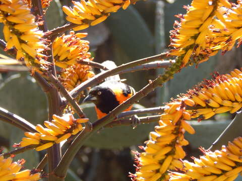 Image of Campo Oriole