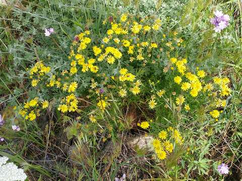 Plancia ëd Senecio lyonii A. Gray ex Lyon