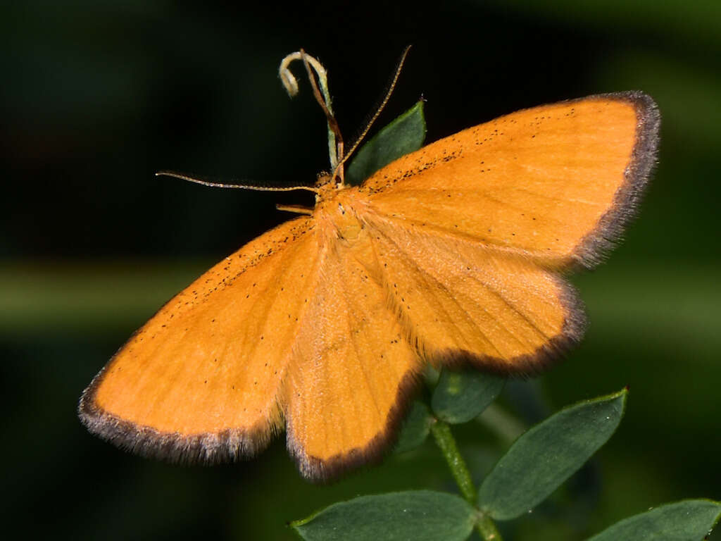 Image of Idaea flaveolaria