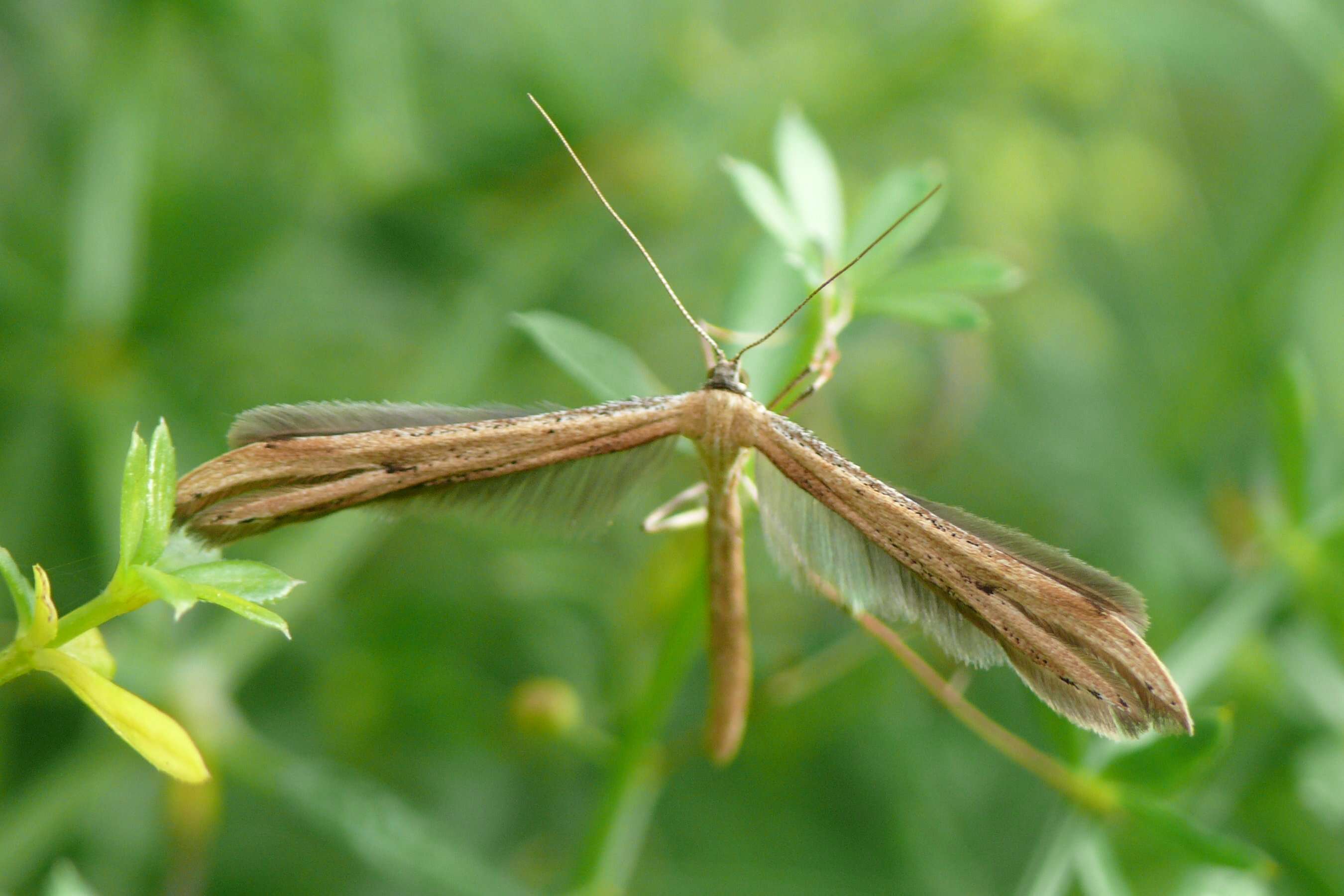 صورة Emmelina (Alucita) monodactyla (Linnaeus 1758)