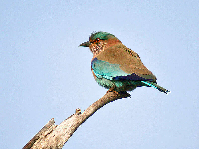 Imagem de Coracias benghalensis (Linnaeus 1758)