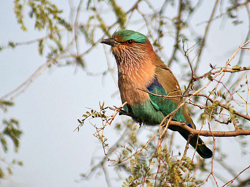 Image of Indian Roller