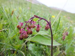 Plancia ëd Thalictrum alpinum L.