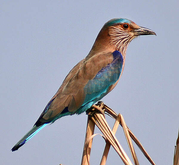 Imagem de Coracias benghalensis (Linnaeus 1758)