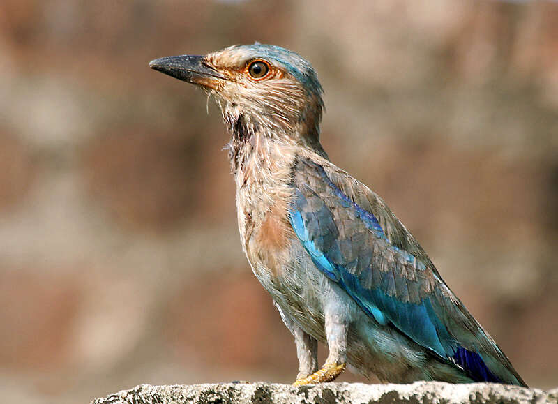 Image of Indian Roller