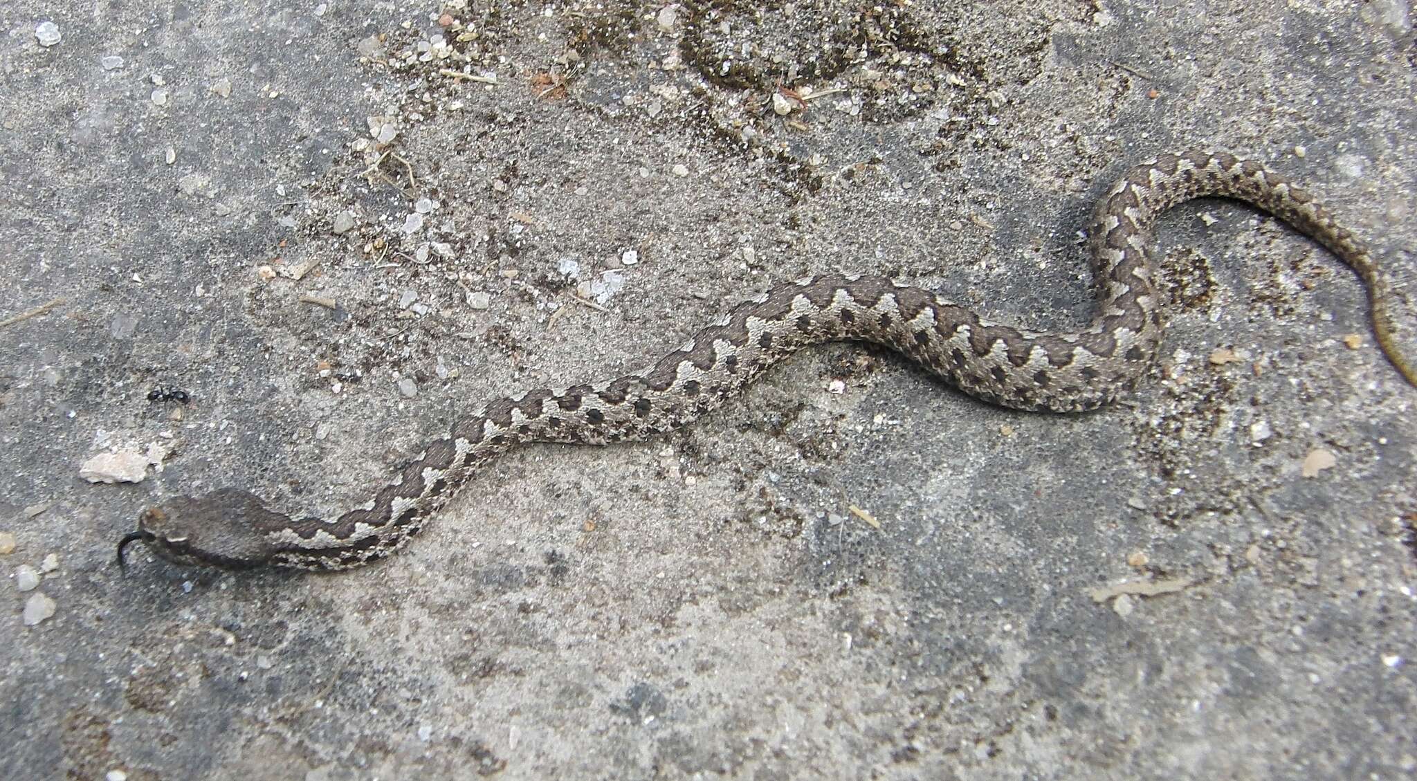 Image of Lataste's Viper