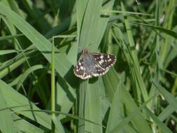 Image of <i>Burnsius orcynoides</i>