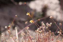 Image of Utricularia chrysantha R. Br.