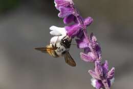 Image of Xylocopa tabaniformis azteca Cresson 1878