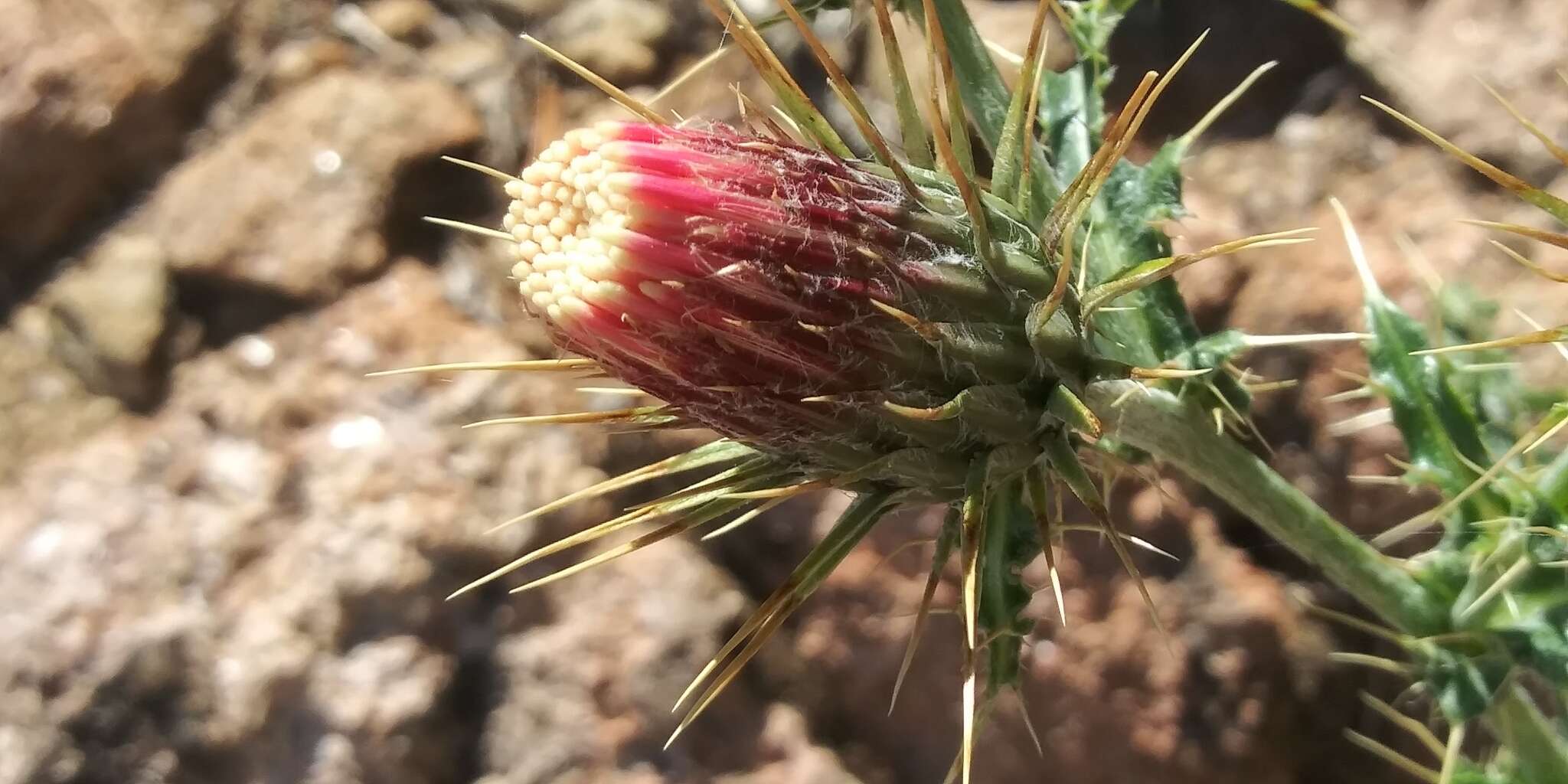 Image of <i>Cirsium <i>arizonicum</i></i> var. arizonicum