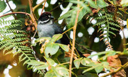 Слика од Atlapetes schistaceus schistaceus (Boissonneau 1840)