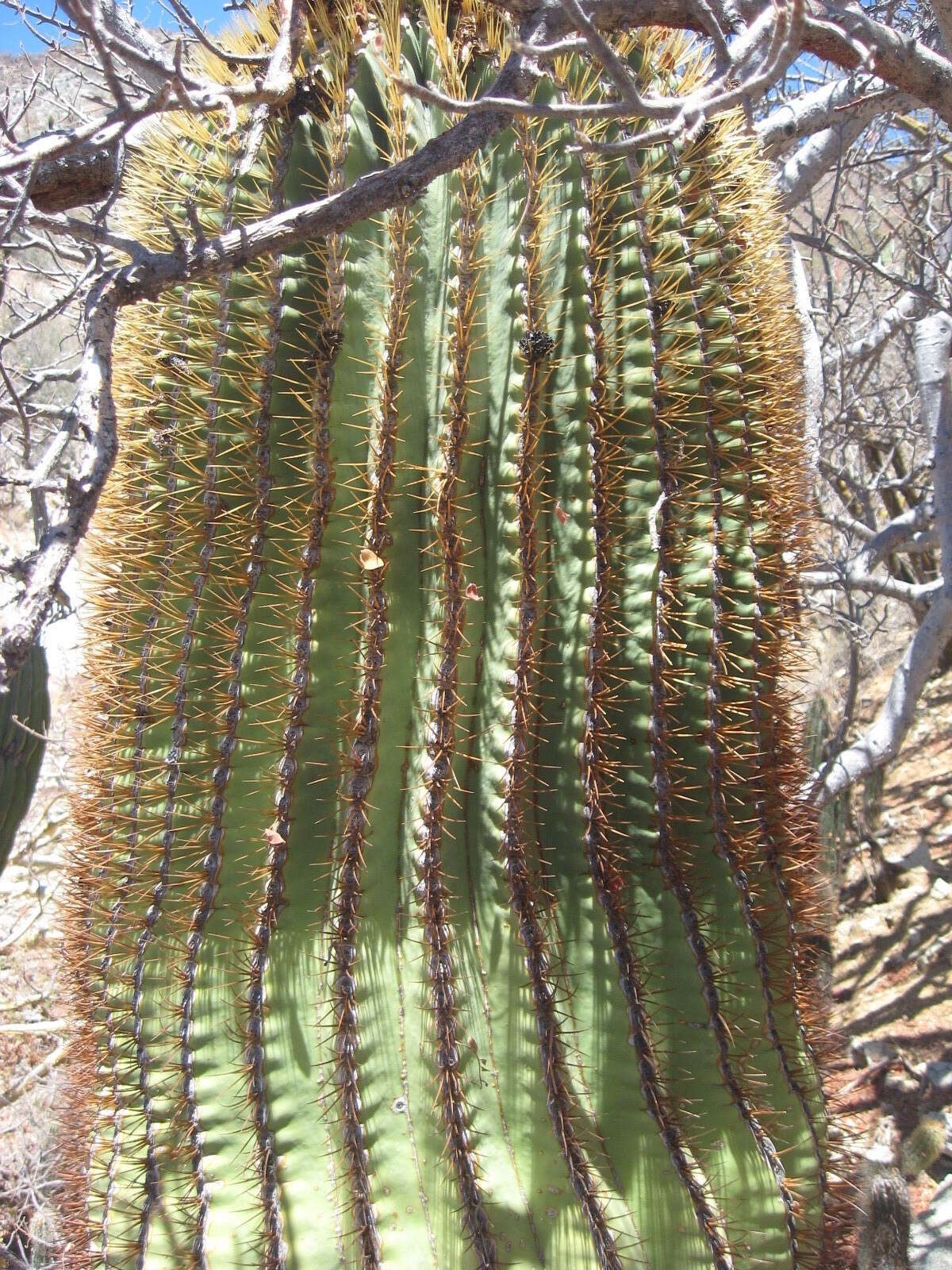 Image of Ferocactus diguetii subsp. diguetii