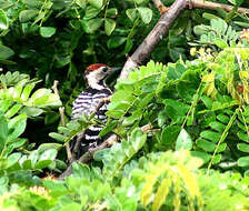 Image of Fulvous-breasted Woodpecker