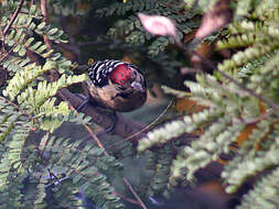 Image of Fulvous-breasted Woodpecker