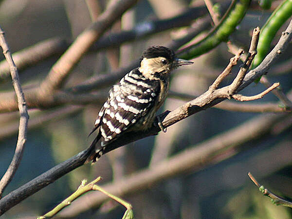 Image of Fulvous-breasted Woodpecker