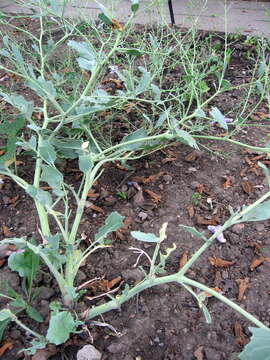 Image of sea kale