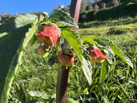 Scrophularia sambucifolia L. resmi