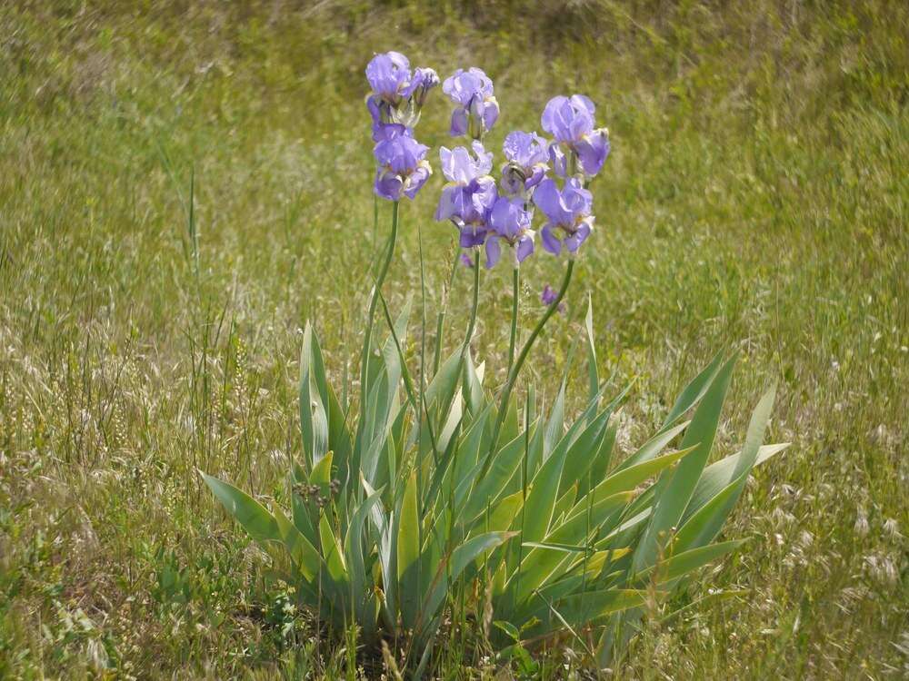 Image of sweet iris