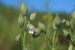 Imagem de Silene songarica (Fisch., Mey. & Avé-Lall.) Bocquet