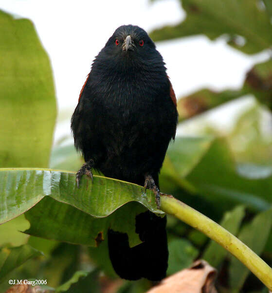 Imagem de Centropus sinensis (Stephens 1815)