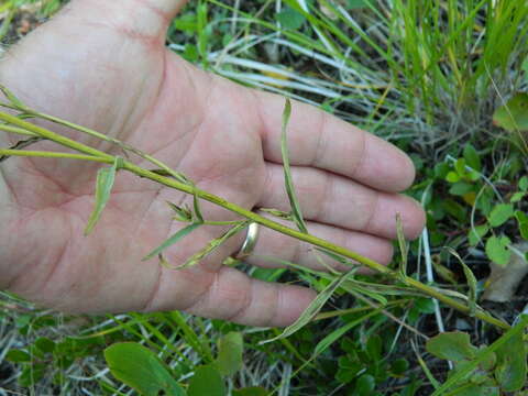 Castilleja lutescens (Greenm.) Rydb. resmi