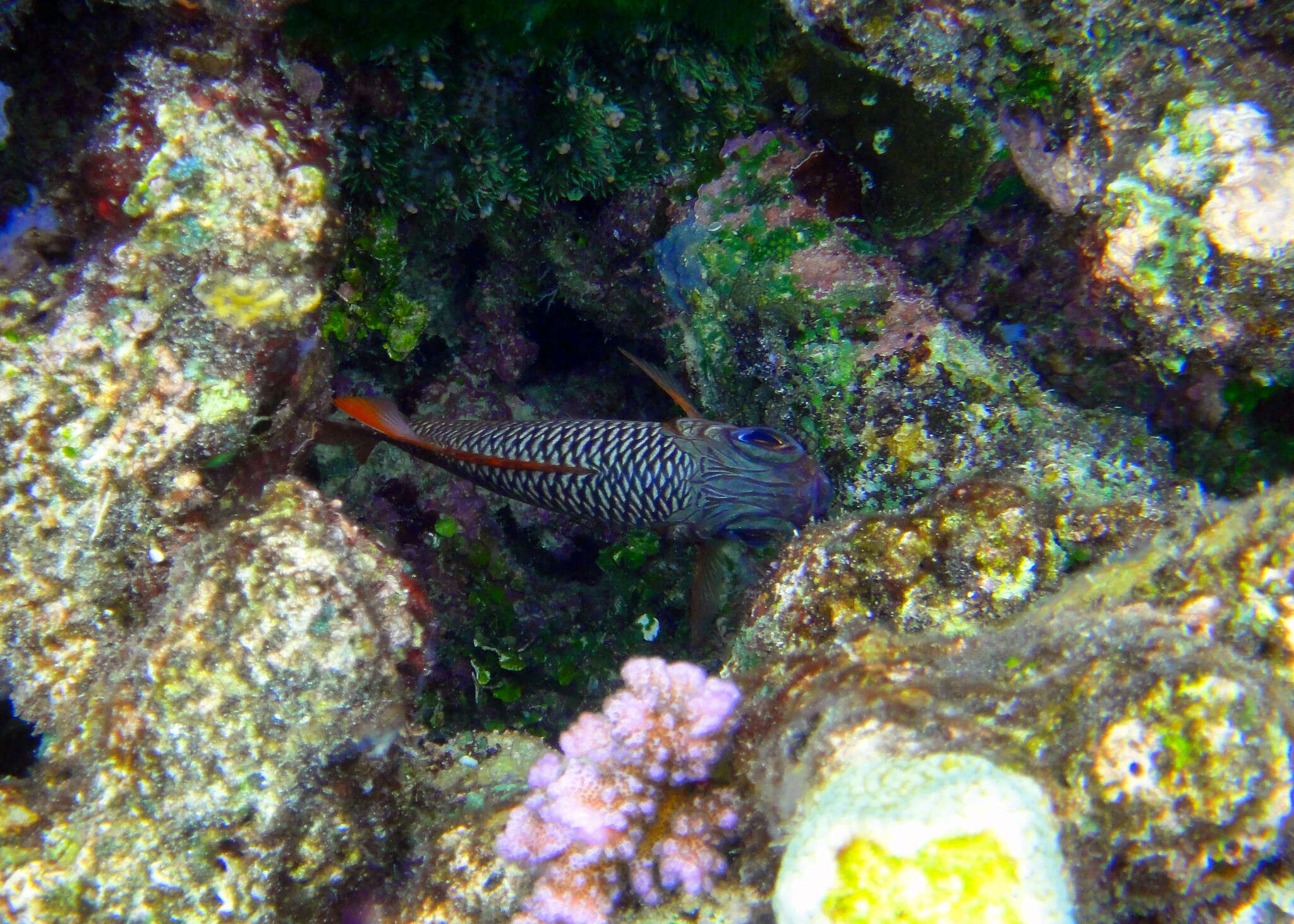 Image of Australian Squirrel-fish