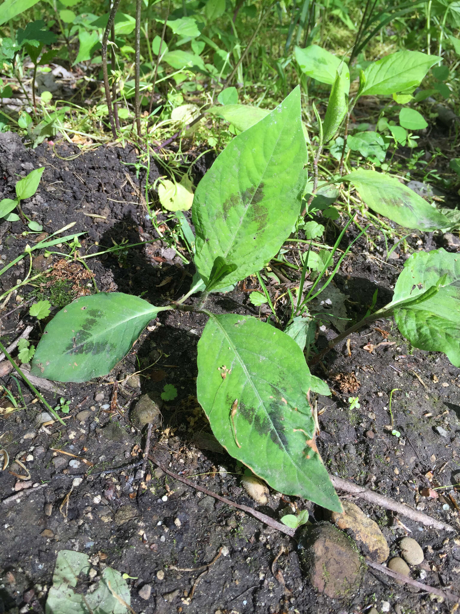 Image de Persicaria virginiana (L.) Gaertner