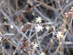 Image de Ozothamnus dimorphus (Cockayne) A. A. Anderberg