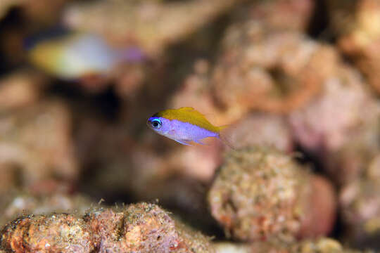 Image of Olive Chromis